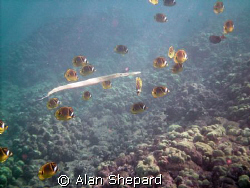 The Trumpet fish worked out well, so let's try a cornet f... by Alan Shepard 
